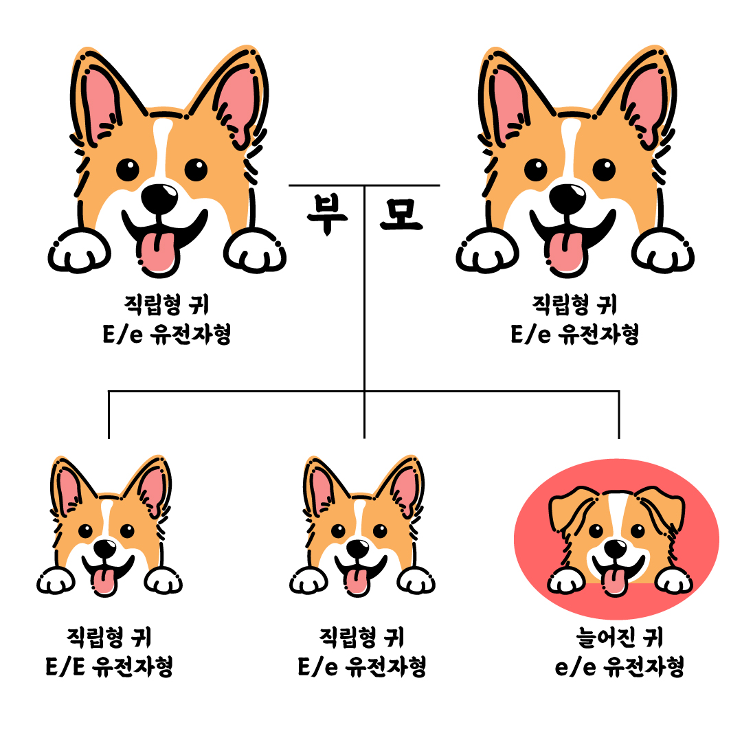 이형접합 유전 형질 설명 그림